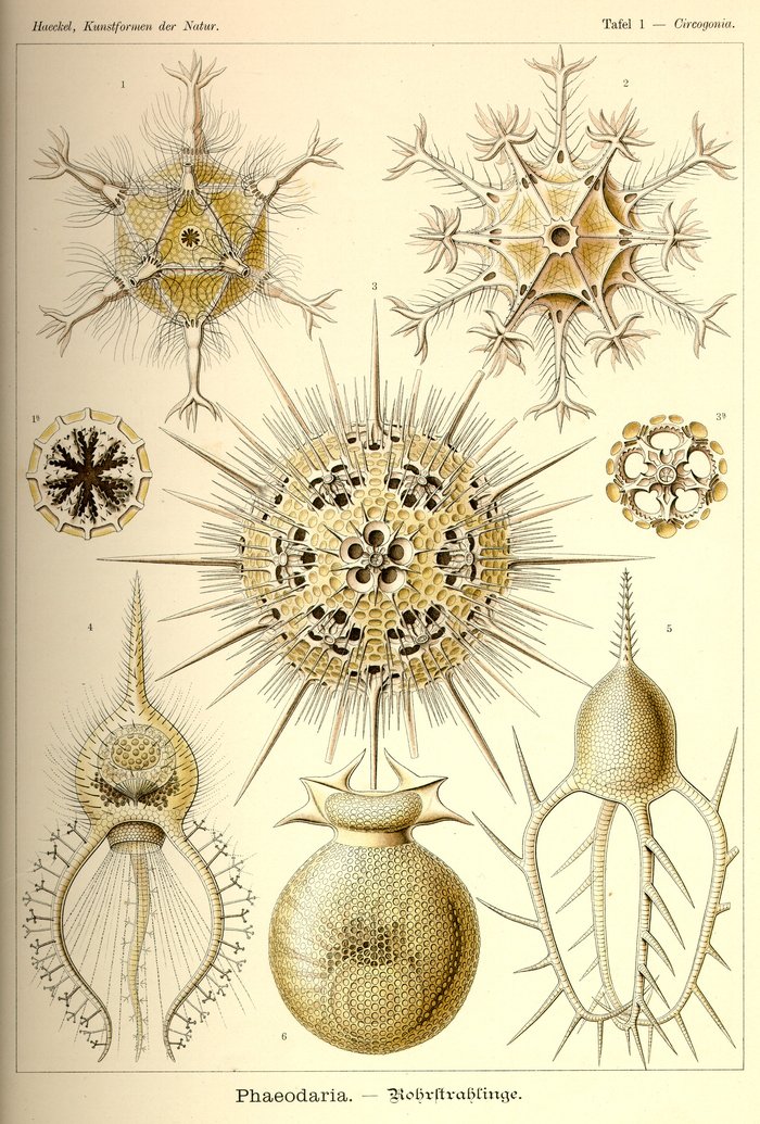 Tafel 1, Circogonia, Phaeodaria