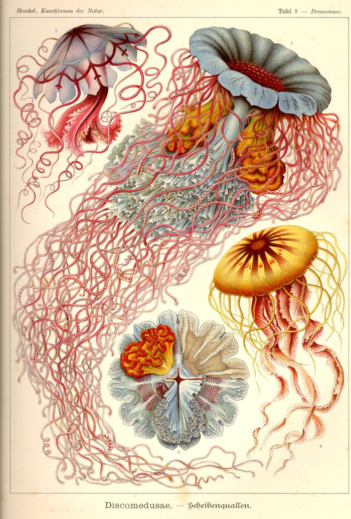 Tafel 8, Desmonema, Discomedusae
