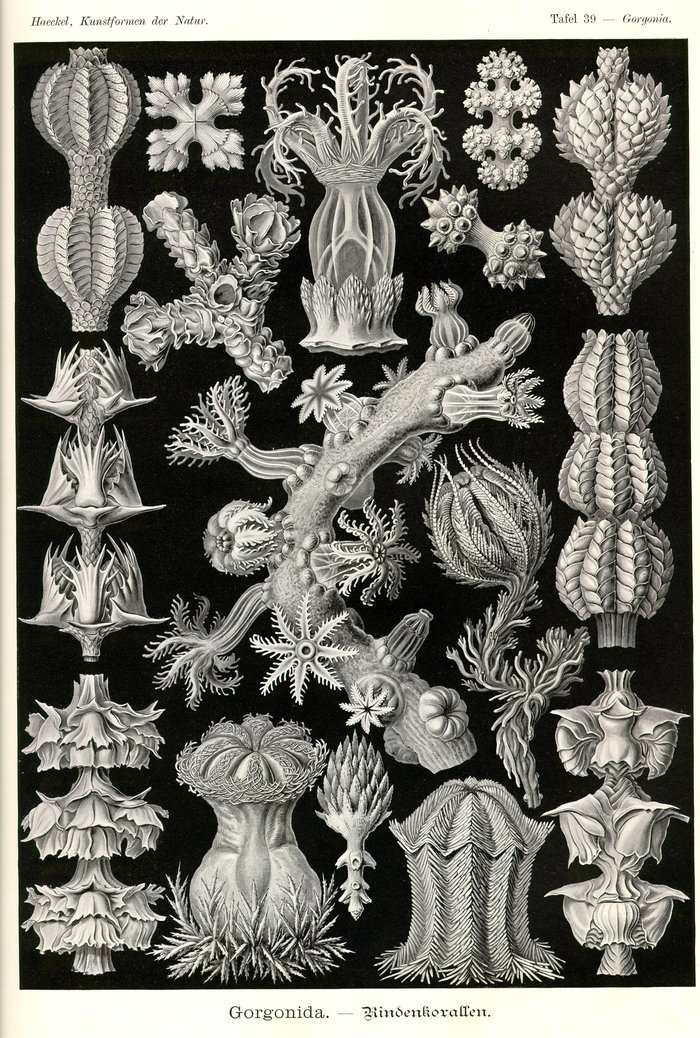 Tafel 39, Gorgonia, Gorgonida