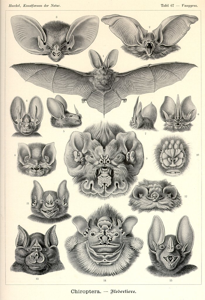 Tafel 67, Vampyrus, Chiroptera