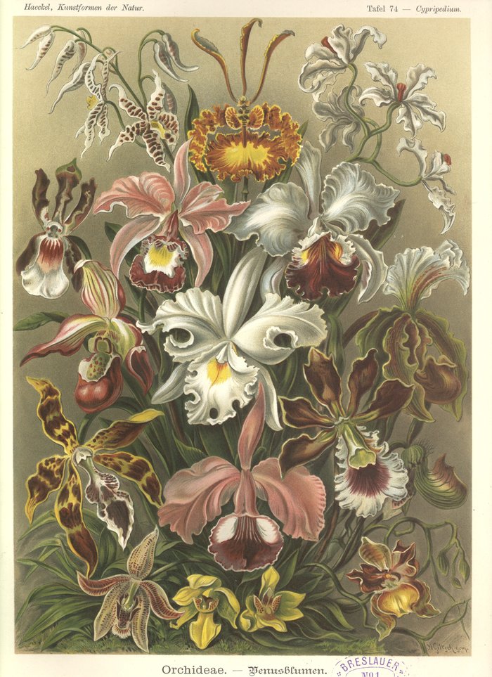 Tafel 74, Cypripedium, Orchideae