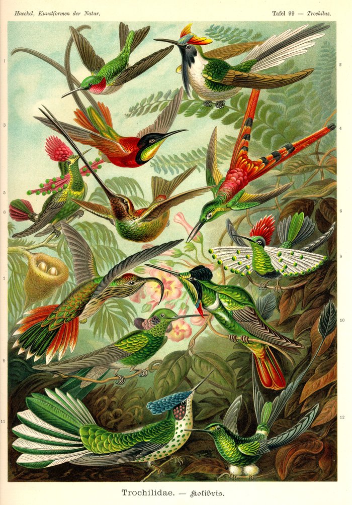 Tafel 99, Trochilus, Trochilidae