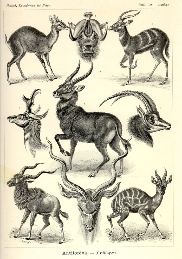 Tafel 100, Antilope, Antilopina