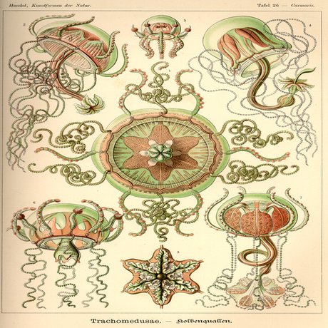 Real Tafel 26, Carmaris, Trachomedusae