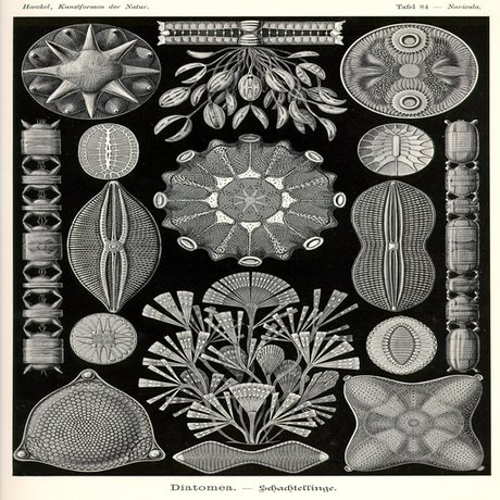 Real Tafel 84, Navicula, Diatomea